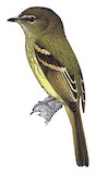 Dusky-tailed Flatbill Illustration