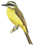 Golden-bellied Flycatcher Illustration