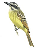 Golden-crowned Flycatcher Illustration