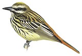 Sulphur-bellied Flycatcher Illustration