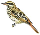 Streaked Flycatcher Illustration