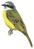 Grey-capped Flycatcher Illustration