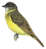 Dusky-chested Flycatcher Illustration