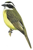 White-ringed Flycatcher Illustration