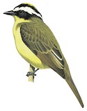 Yellow-throated Flycatcher Illustration