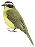 Three-striped Flycatcher Illustration