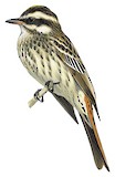 Variegated Flycatcher Illustration