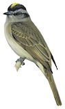 Crowned Slaty Flycatcher Illustration