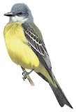 Couch's Kingbird Illustration