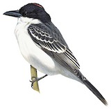 Giant Kingbird Illustration