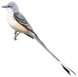 Scissor-tailed Flycatcher Illustration