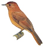 Rufous Mourner Illustration