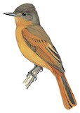 Rufous Flycatcher Illustration