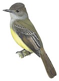 Dusky-capped Flycatcher Illustration