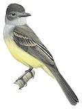 Sooty-crowned Flycatcher Illustration