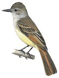 Lesser Antillean Flycatcher Illustration