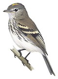 Mouse-grey Flycatcher Illustration