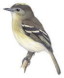 Olive-chested Flycatcher Illustration