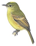 Flavescent Flycatcher Illustration