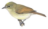 Unadorned Flycatcher Illustration