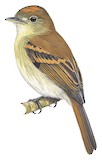 Roraiman Flycatcher Illustration