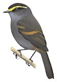 Golden-browed Chat-Tyrant Illustration