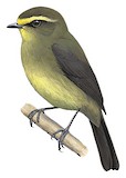 Yellow-bellied Chat-Tyrant Illustration