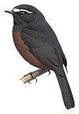 Slaty-backed Chat-Tyrant Illustration