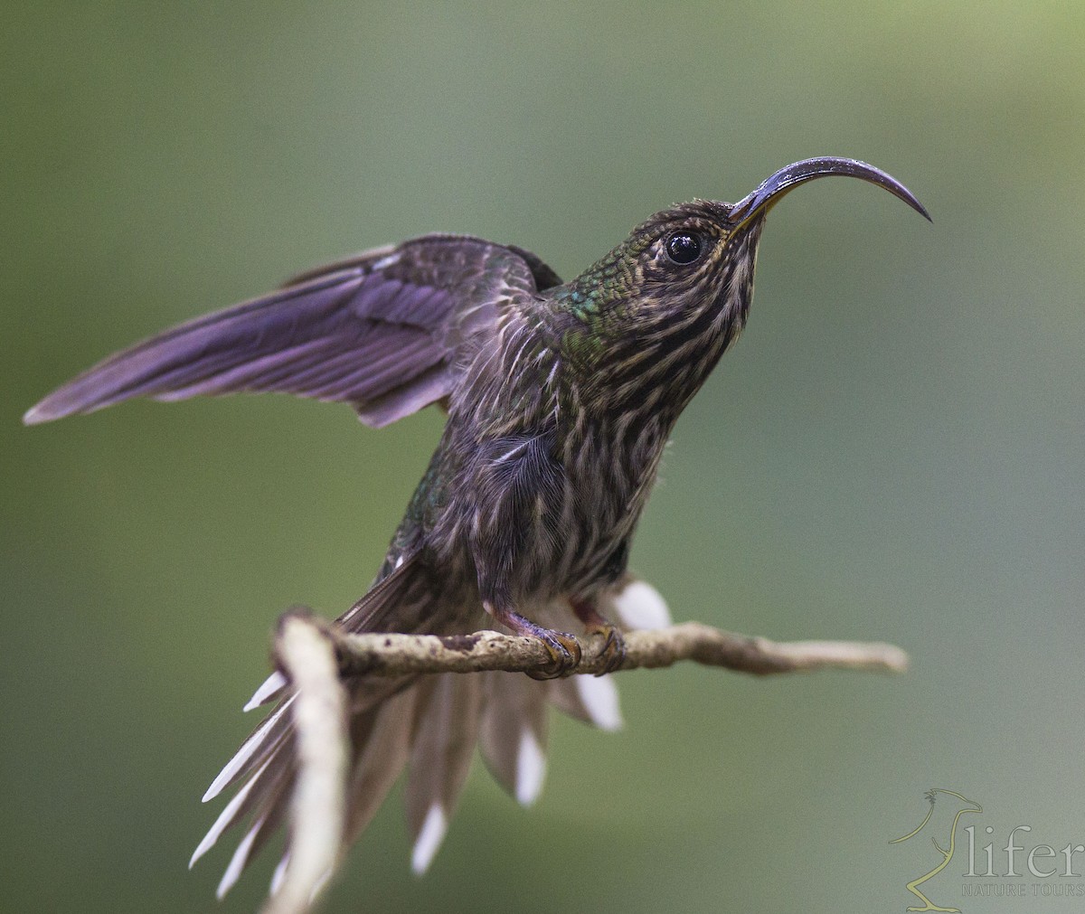 kolibřík orlozobec - ML153036691