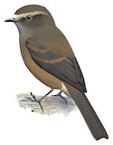 Brown-backed Chat-Tyrant Illustration