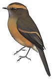 Rufous-browed Chat-Tyrant Illustration