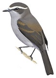 White-browed Chat-Tyrant Illustration