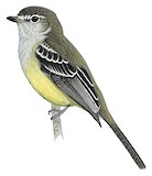 Northern Scrub Flycatcher Illustration