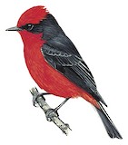 Scarlet Flycatcher Illustration