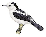 Pied Water Tyrant Illustration