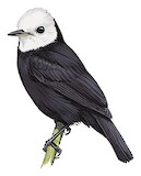 White-headed Marsh Tyrant Illustration