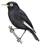 Spectacled Tyrant Illustration