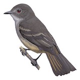 Rufous-tailed Tyrant Illustration