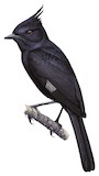 Crested Black Tyrant Illustration