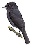 Plumbeous Tyrant Illustration