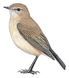 Spot-billed Ground Tyrant Illustration