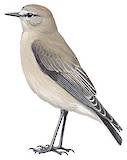 White-fronted Ground Tyrant Illustration