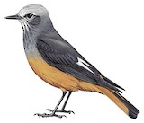 Red-rumped Bush Tyrant Illustration