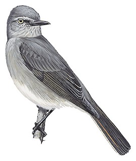 Rufous-webbed Bush-Tyrant