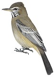 Grey-bellied Shrike-Tyrant Illustration