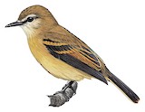 Rufous-bellied Bush Tyrant Illustration