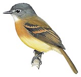 Tawny-chested Flycatcher Illustration