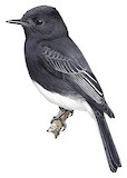 Black Phoebe Illustration