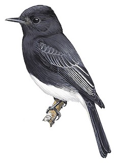 Black Phoebe Identification, All About Birds, Cornell Lab of Ornithology