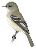 Willow Flycatcher Illustration